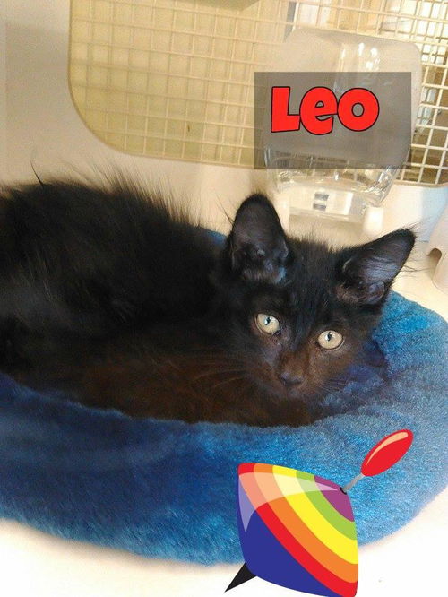 Leo