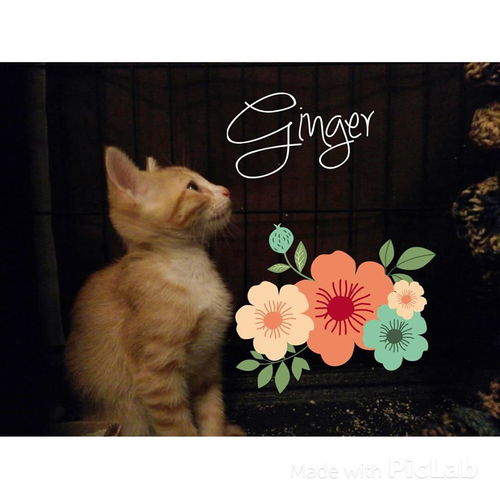 Ginger