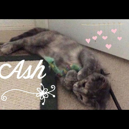 Ash