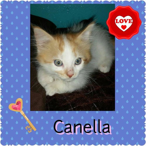 Canella