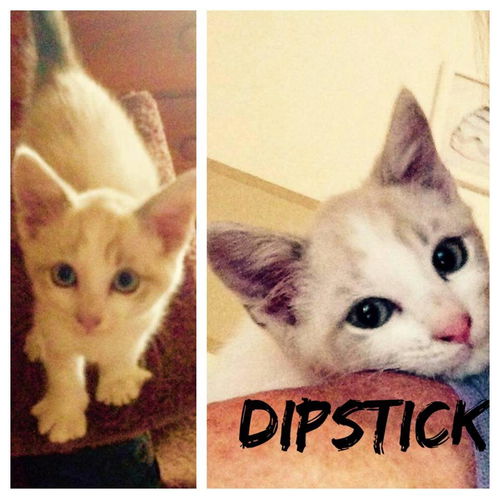 Dipstick