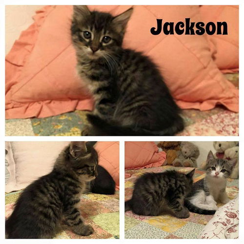 Jackson