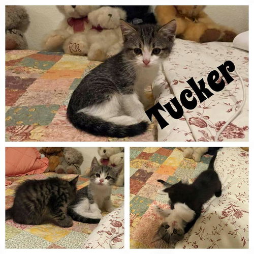Tucker