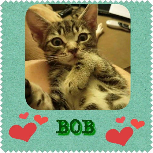 Bob