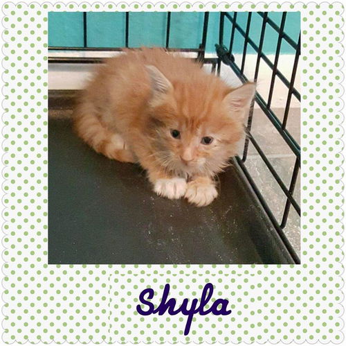 Shyla