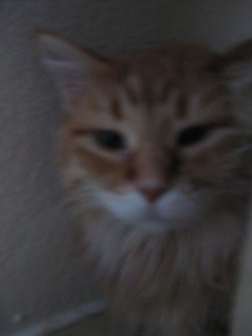 Trudy