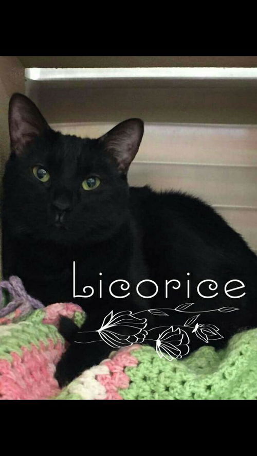 Licorice