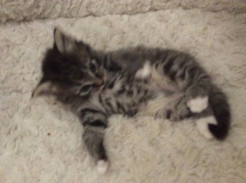 Milo