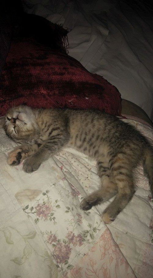 Moe