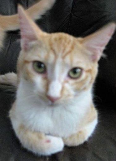Ginger
