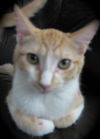 Apricot