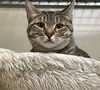 Purrsephone