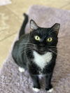 Tootsie