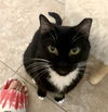 Tootsie