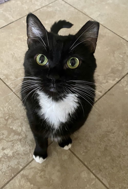 Tootsie
