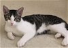 adoptable Cat in mes, AZ named Remy