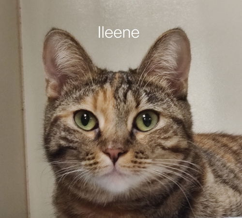 Ileene