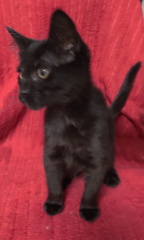 Pixie