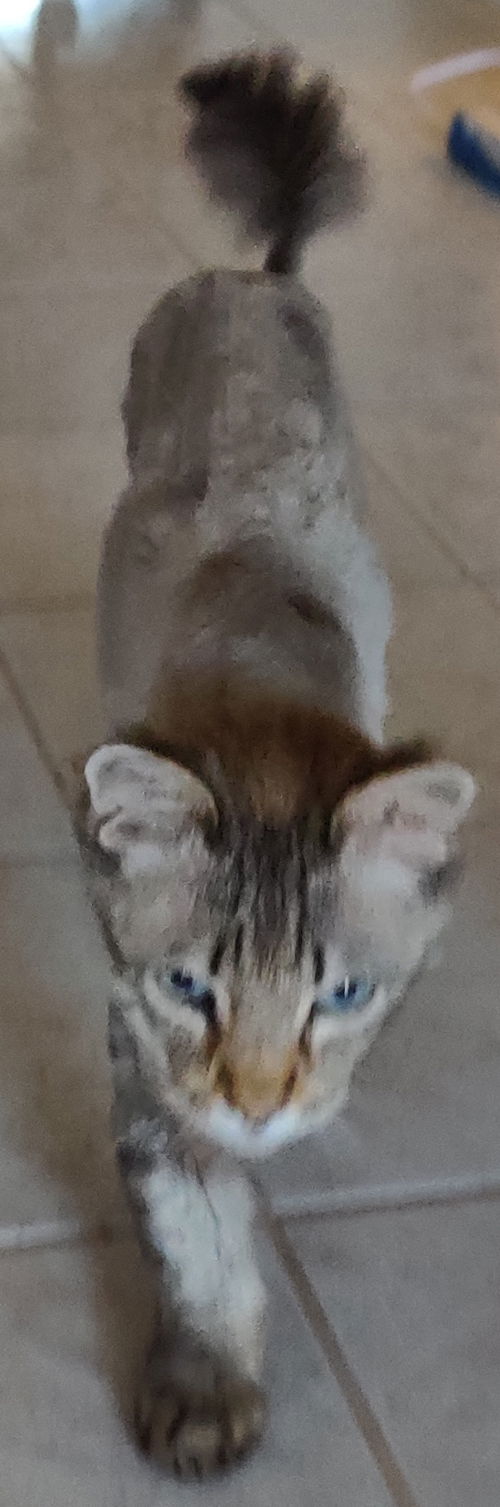 Mufasa