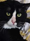 adoptable Cat in mesa, AZ named Rafiki