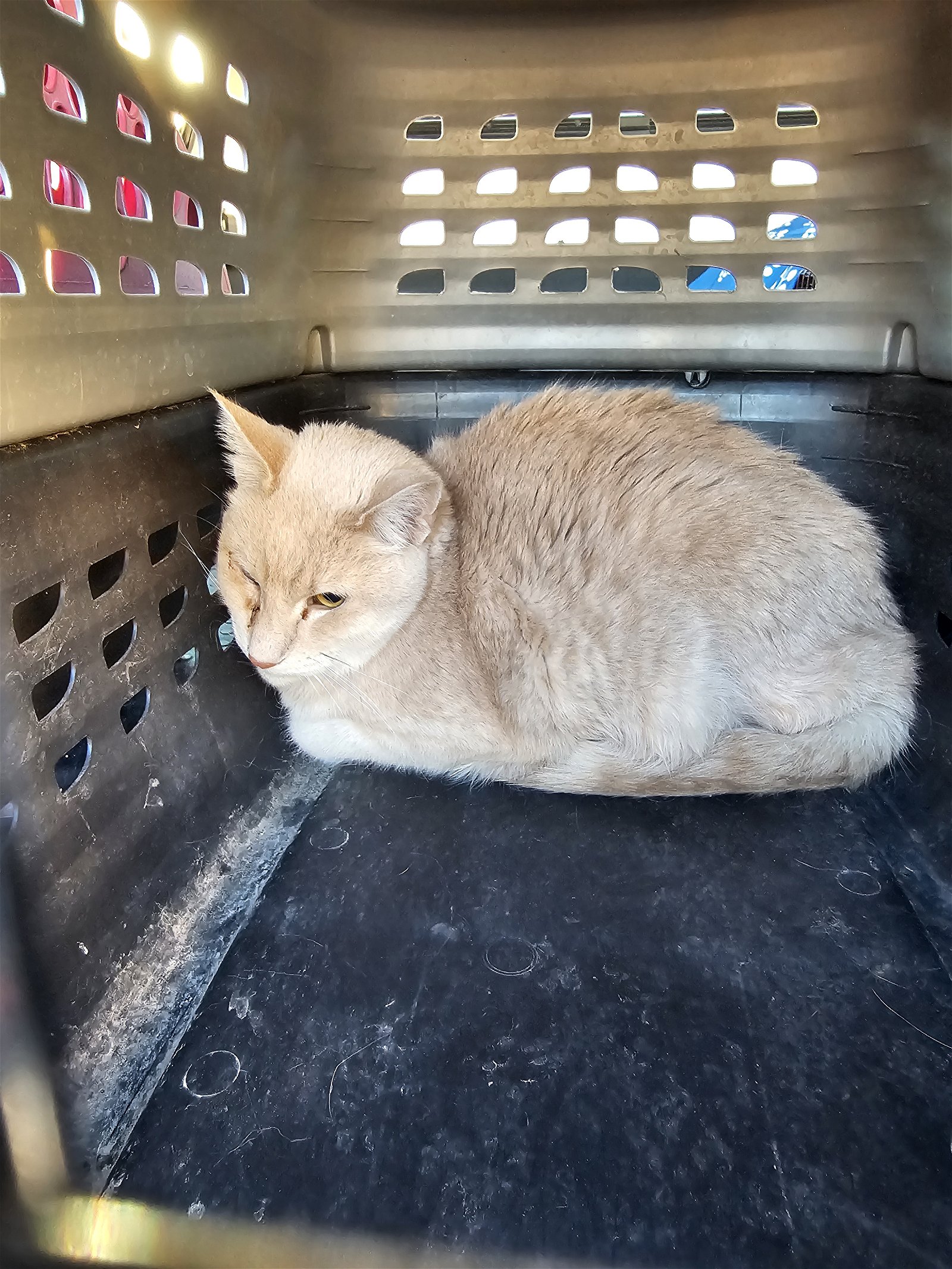adoptable Cat in Mesa, AZ named Timone