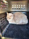 adoptable Cat in mes, AZ named Timone