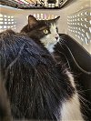 adoptable Cat in mesa, AZ named Scar