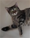 adoptable Cat in mesa, AZ named Shasta