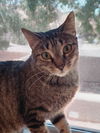 adoptable Cat in Mesa, AZ named Shasta