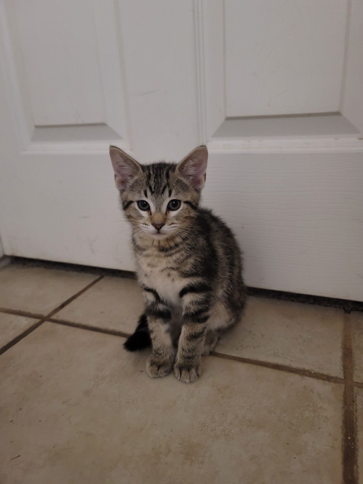 adoptable Cat in Mesa, AZ named Alex
