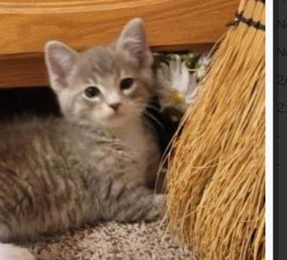 adoptable Cat in Mesa, AZ named Bali