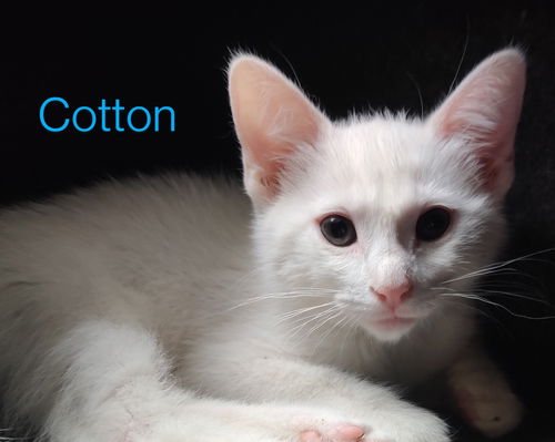 Cotton