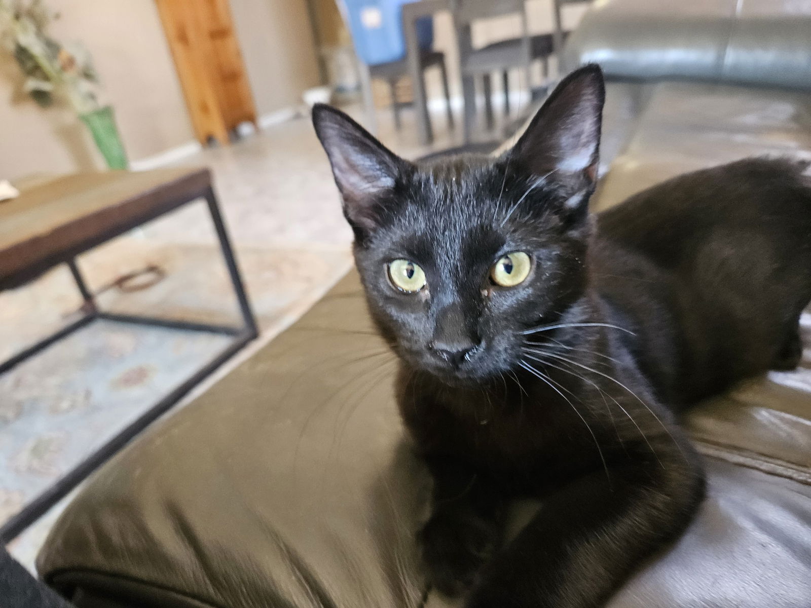 adoptable Cat in Mesa, AZ named Lexi