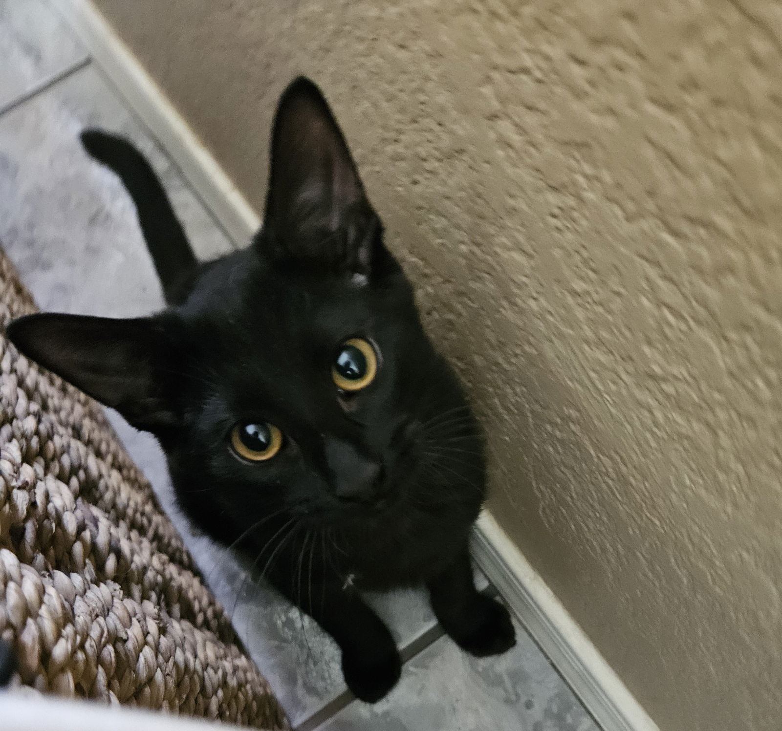 adoptable Cat in Mesa, AZ named Levi