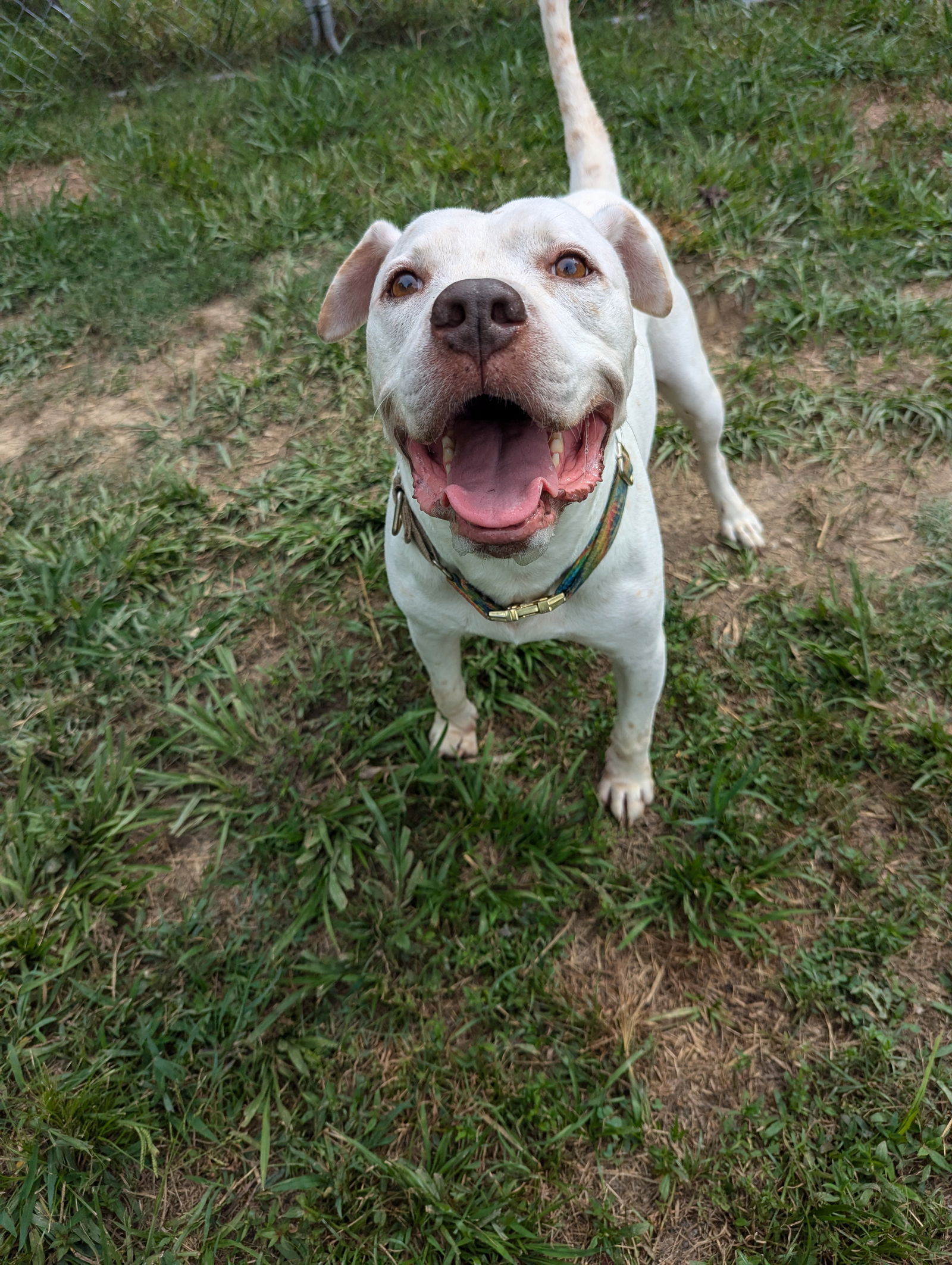 adoptable Dog in Calhoun, GA named Mowgli