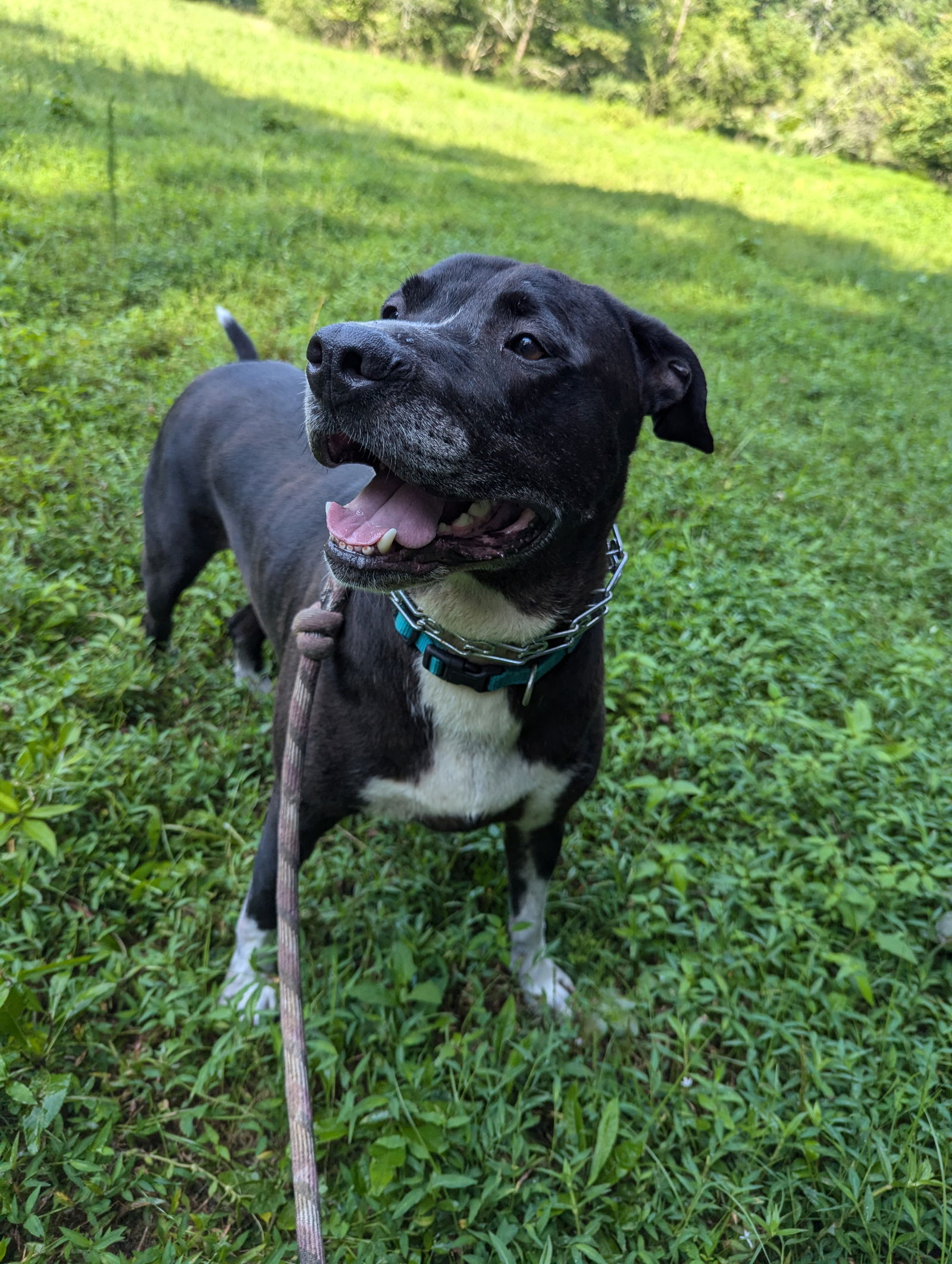 adoptable Dog in Calhoun, GA named Cooperman