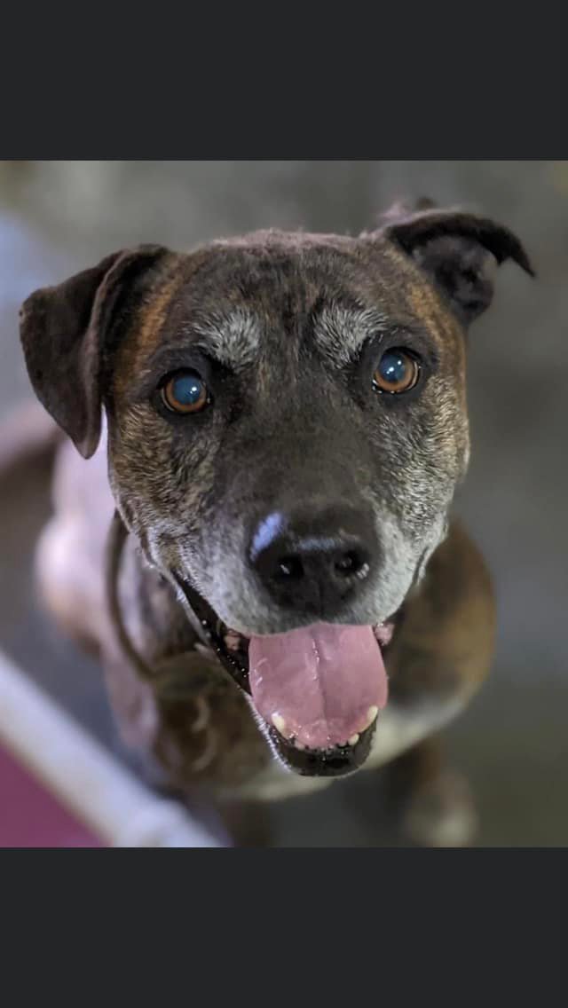adoptable Dog in Calhoun, GA named Sampson