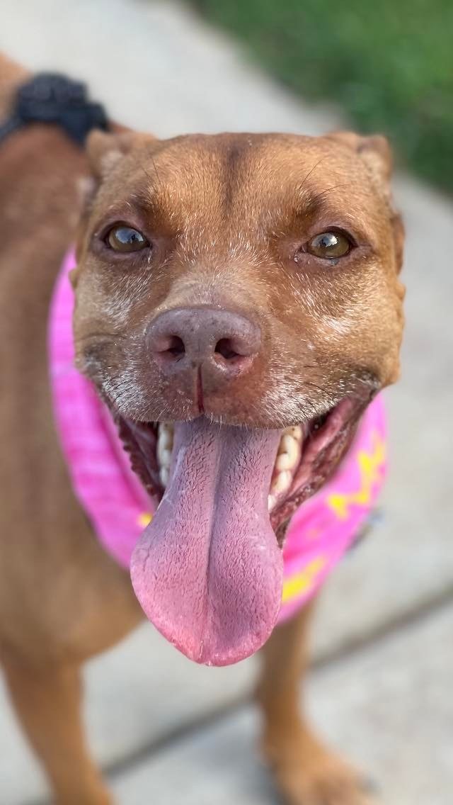 adoptable Dog in Calhoun, GA named Zoey