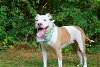 adoptable Dog in calhoun, GA named Ginger