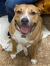adoptable Dog in calhoun, GA named Diamond