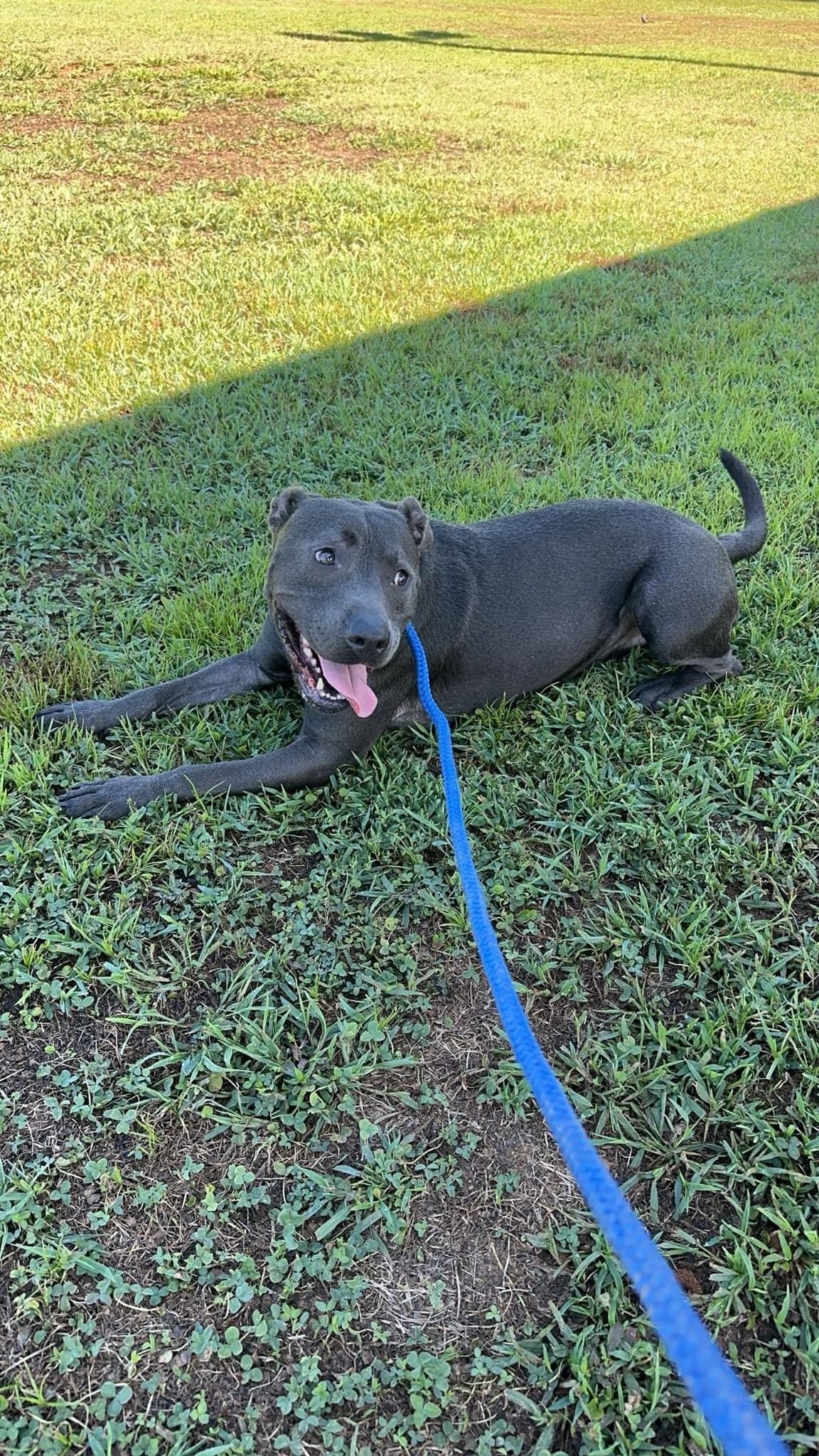 adoptable Dog in Calhoun, GA named Thaddeus