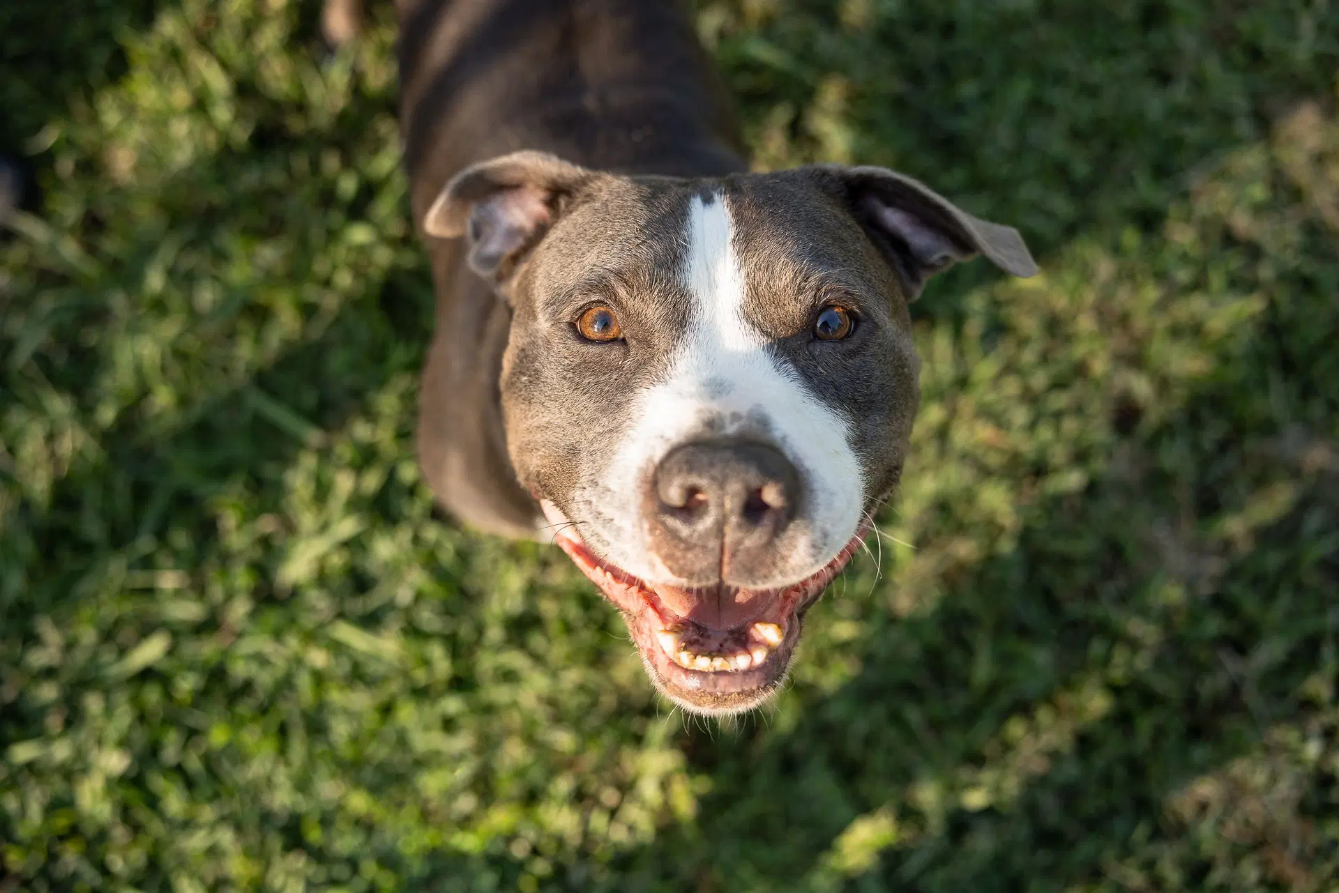 Cheech - American Staffordshire Terrier