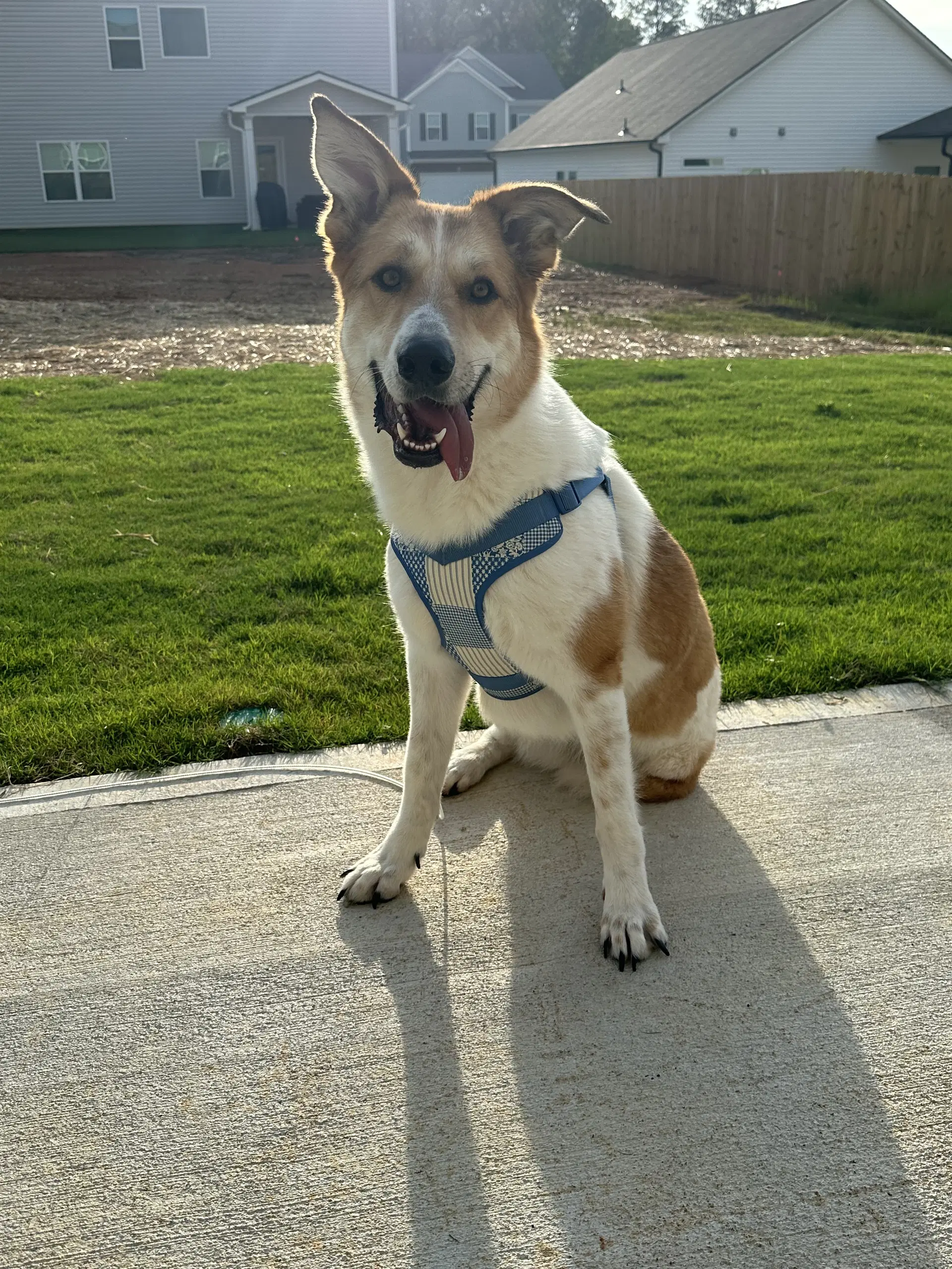 Lauren - Carolina Dog
