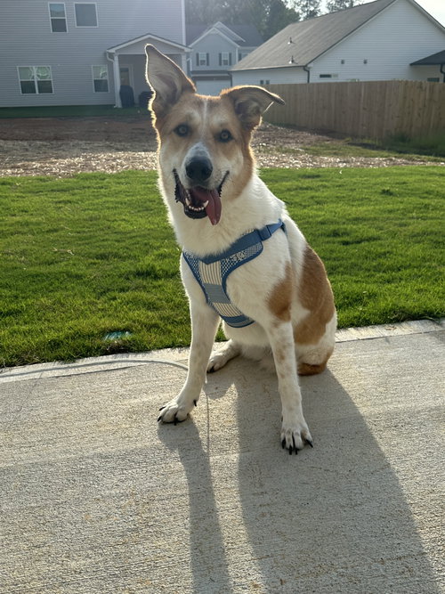 Lauren, a dog for adoption from Paw Angel's Inc.