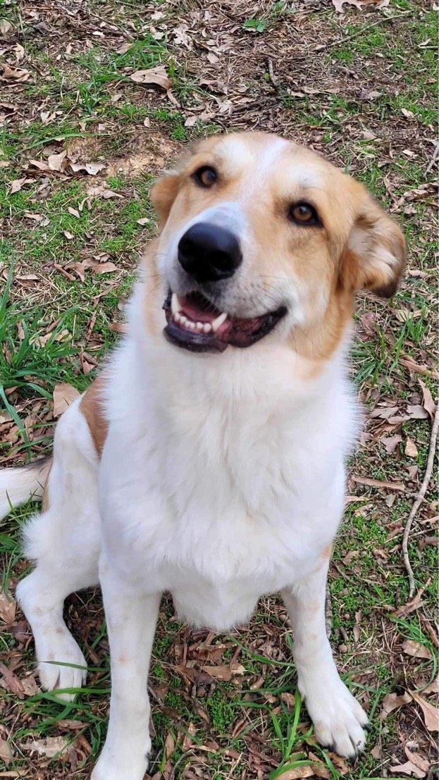 adoptable Dog in Calhoun, GA named Lauren