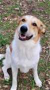 adoptable Dog in calhoun, GA named Lauren