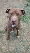 adoptable Dog in calhoun, GA named Sadie
