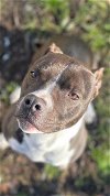 adoptable Dog in calhoun, GA named Halle