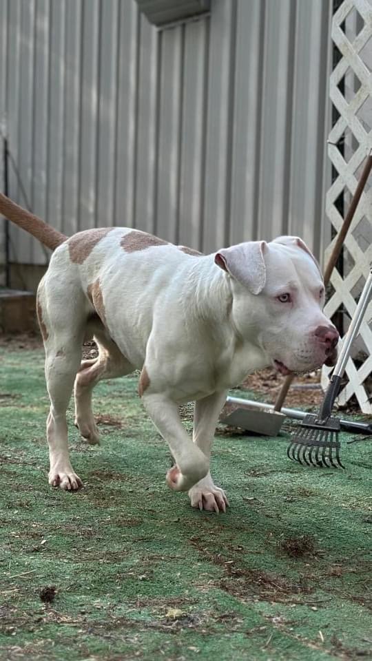 Dog for Adoption - Karma, a American Bulldog in Dawson County, GA ...