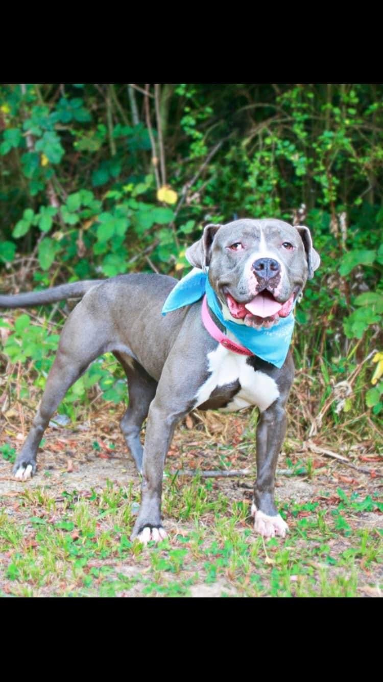adoptable Dog in Calhoun, GA named Tinsel